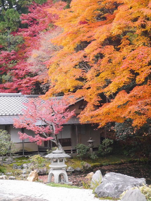 京都の紅葉2.jpg
