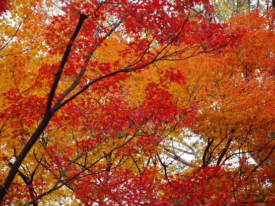 京都の紅葉4.jpg