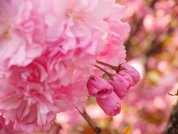 庭の八重桜が８分咲き1.jpg