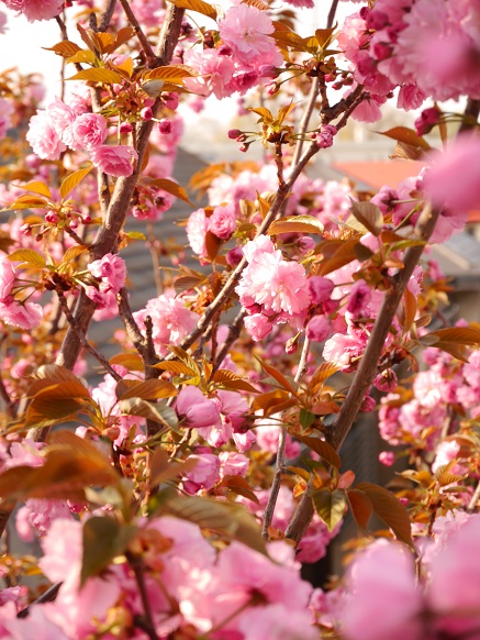 庭の八重桜が８分咲き2.jpg