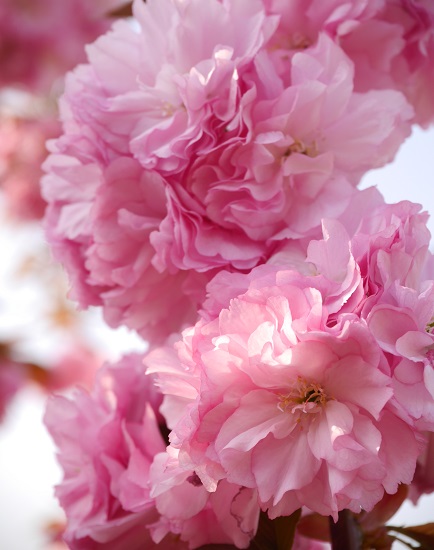 庭の八重桜が８分咲き3.jpg