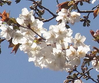最後の桜.jpg